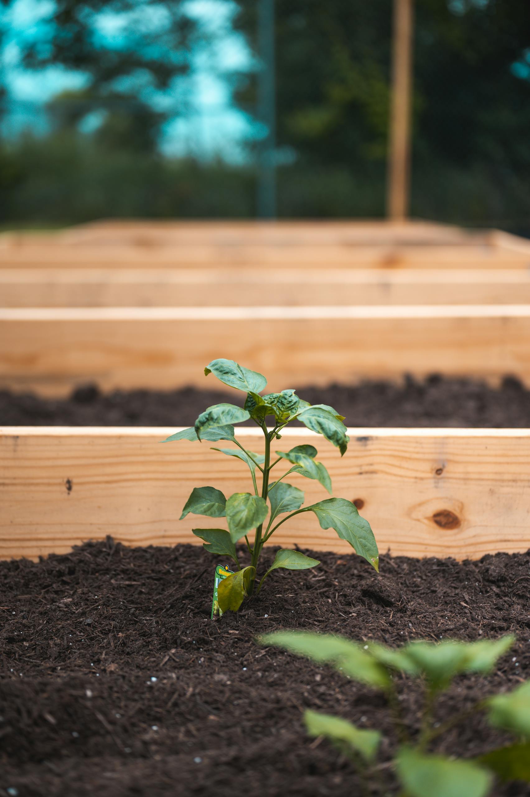 Close-up of a young plant thriving in a wooden raised bed garden outdoors.