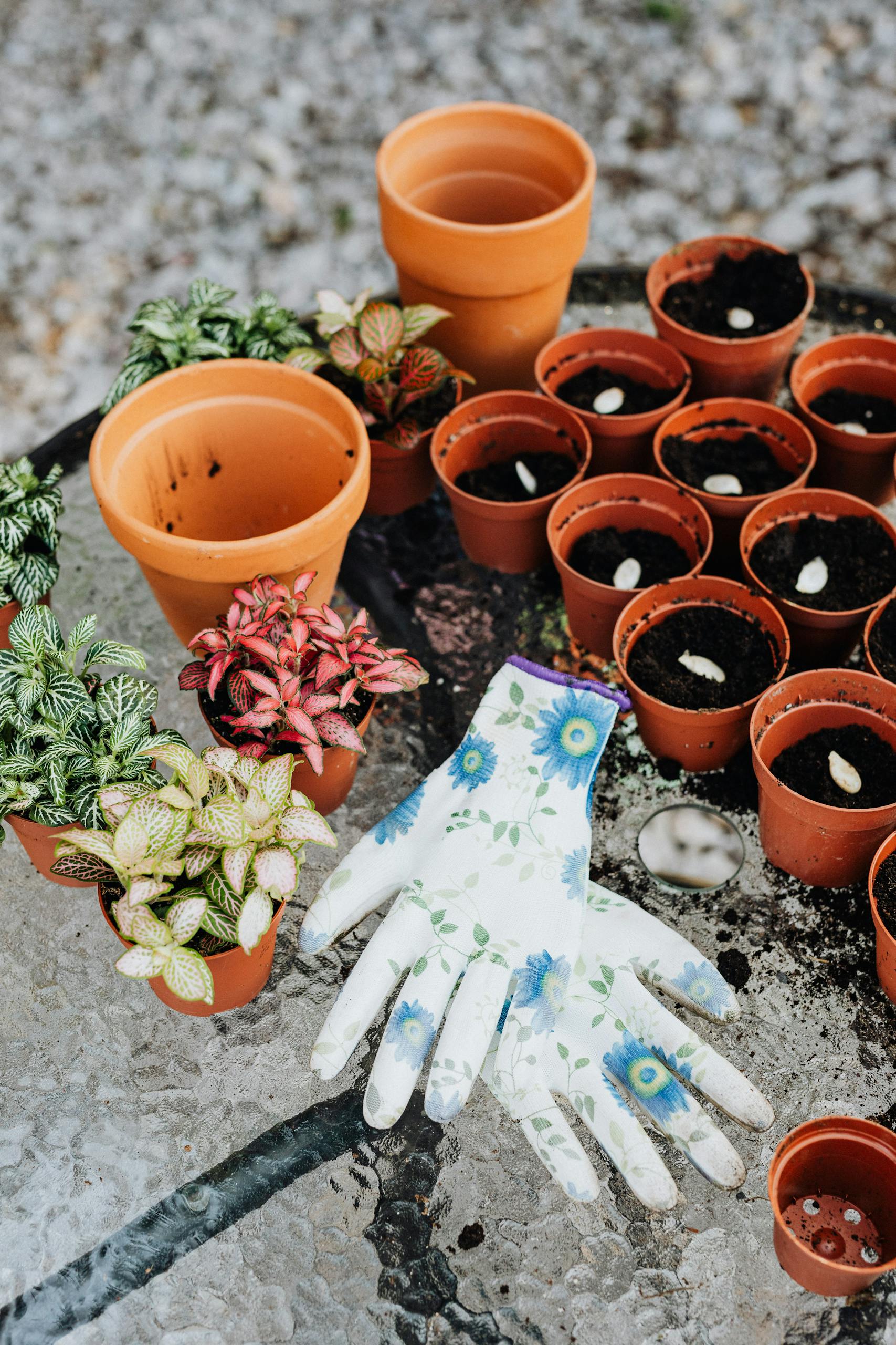 Colorful plants and gardening materials arranged on a glass table.